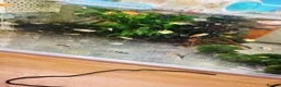 Platies fish for sale: small Platy, Guppy,shrimps &Bristlenose Pleco  - Advert 17