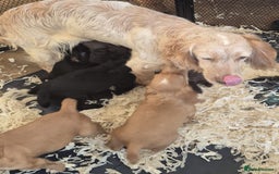 Cocker Spaniel dogs for sale: KC REGISTERED COCKER SPANIEL WORKING LINE PUPS  - Image 22