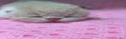 Exotic cats for sale: STUNNING EXOTIC CHUNKY KITTENS - Advert 7