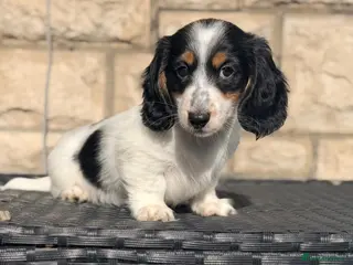 Miniature Dachshund dogs Ready now-2 miniature long haired dachshunds - Advert 5