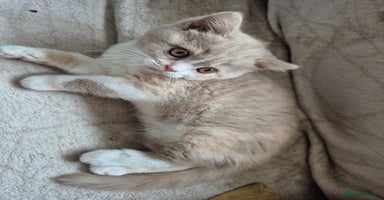 British Shorthair cats - Advert 5