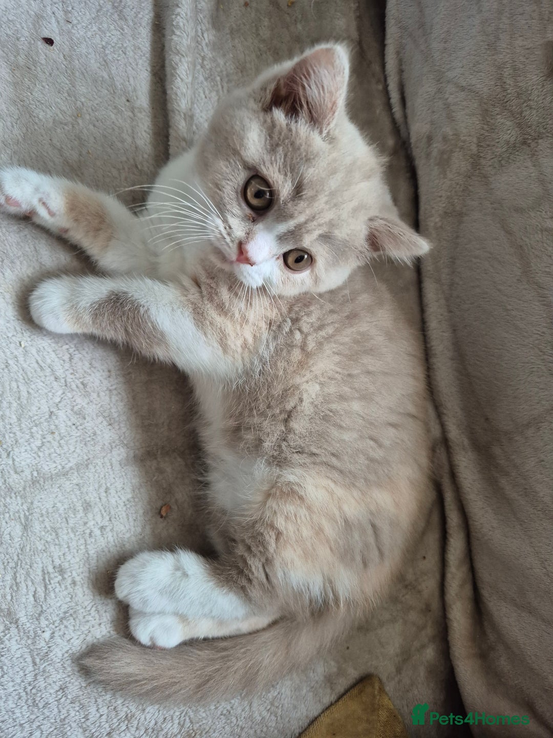 British Shorthair cats for sale: British shorthair - Image 4