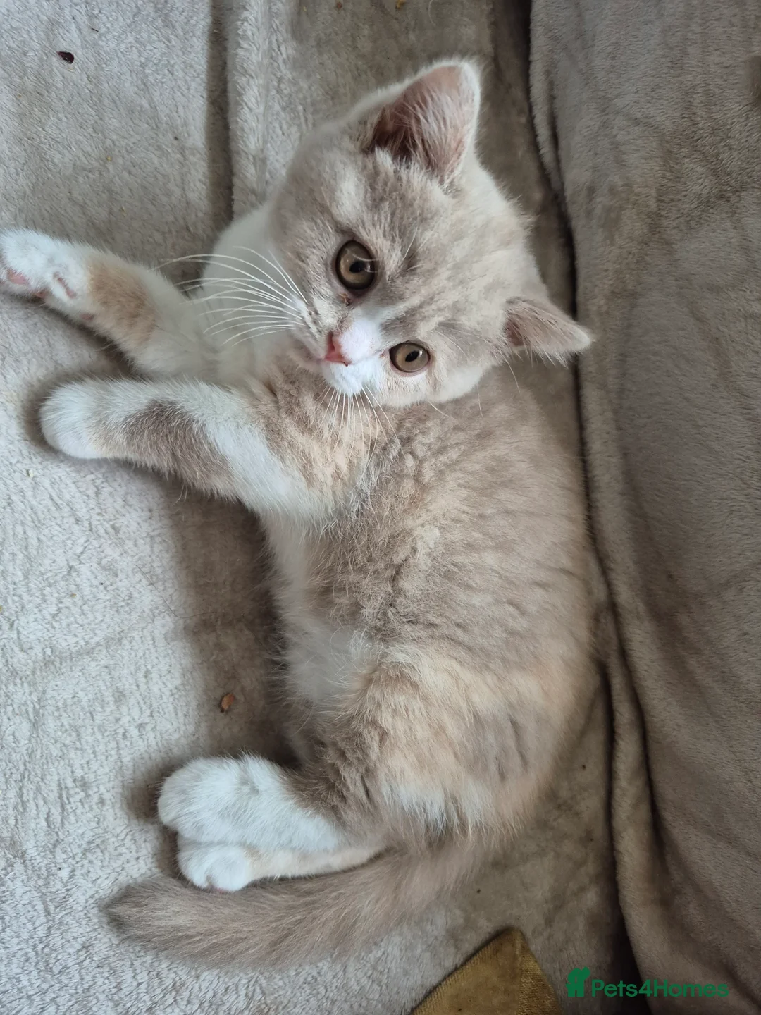 British Shorthair cats for sale: GCCF one boy British silver shorthair - Advert 18