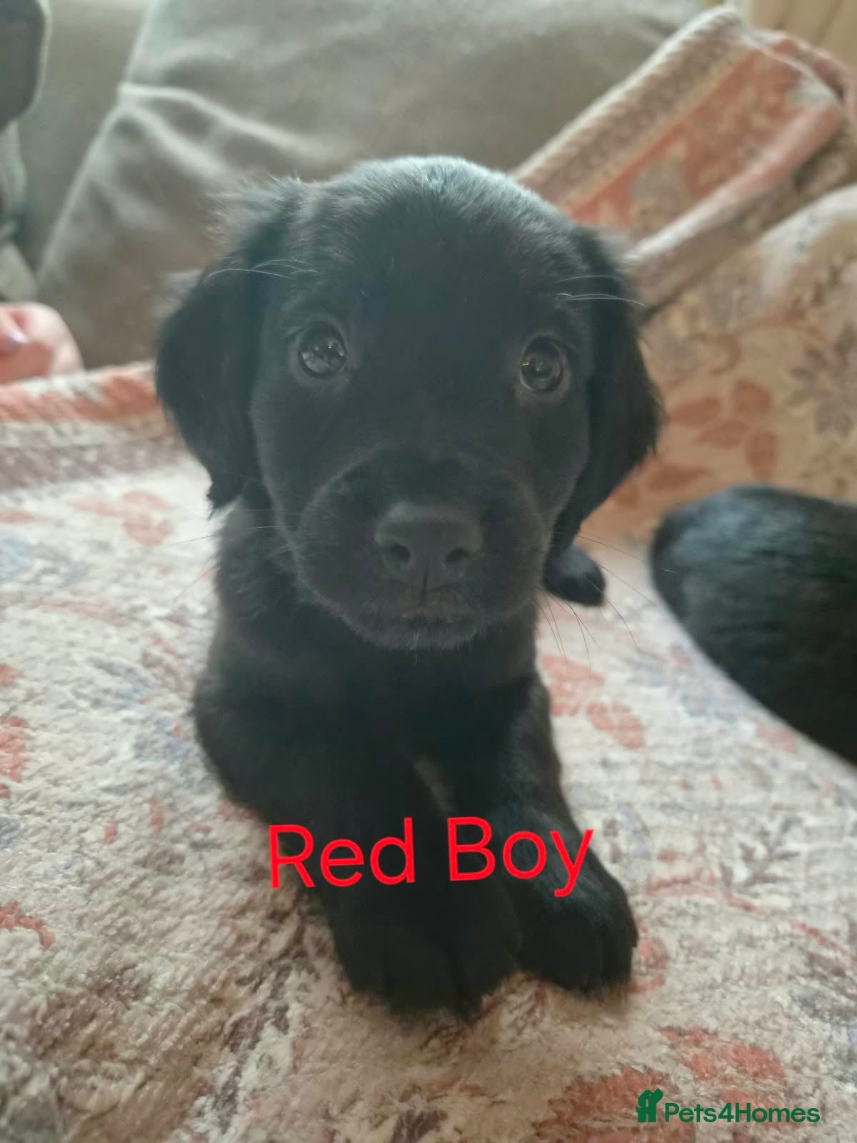 Mixed Breed dogs for sale: **READY NOW... LAST BOY** Cocker × Rottweiler  - Advert 15