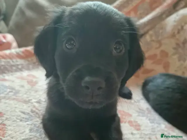 Mixed Breed dogs for sale: **READY NOW... LAST BOY** Cocker × Rottweiler - Advert 15