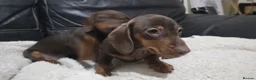Dachshund dogs for sale: Dashund - Advert 5
