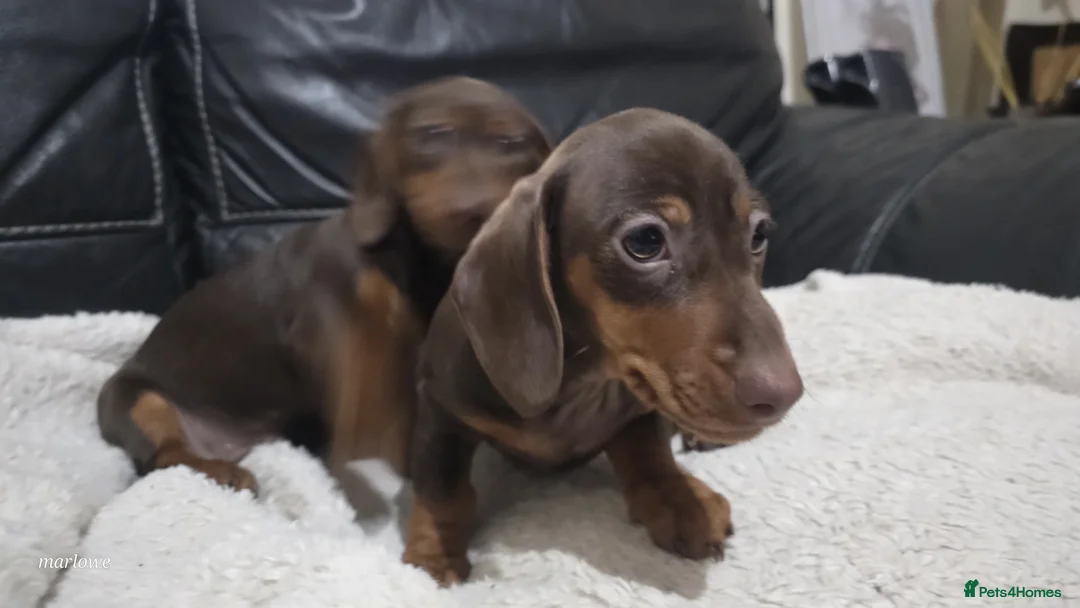 Dachshund dogs for sale: Dashund - Advert 5