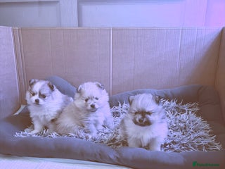 Pomchi dogs 3/4 Pom 1/4 chi Pomchi F1BB - Advert 15