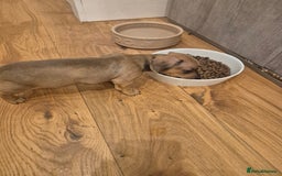 Miniature Dachshund dogs for sale: Adorable Minature Daschunds  - Image 8