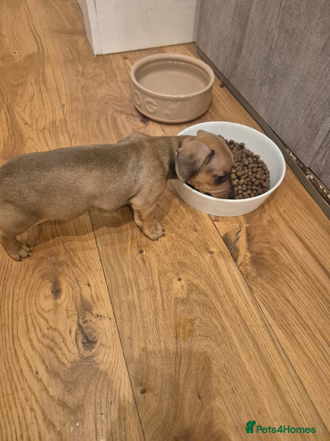 Miniature Dachshund dogs for sale: Adorable Minature Daschunds  - Image 8