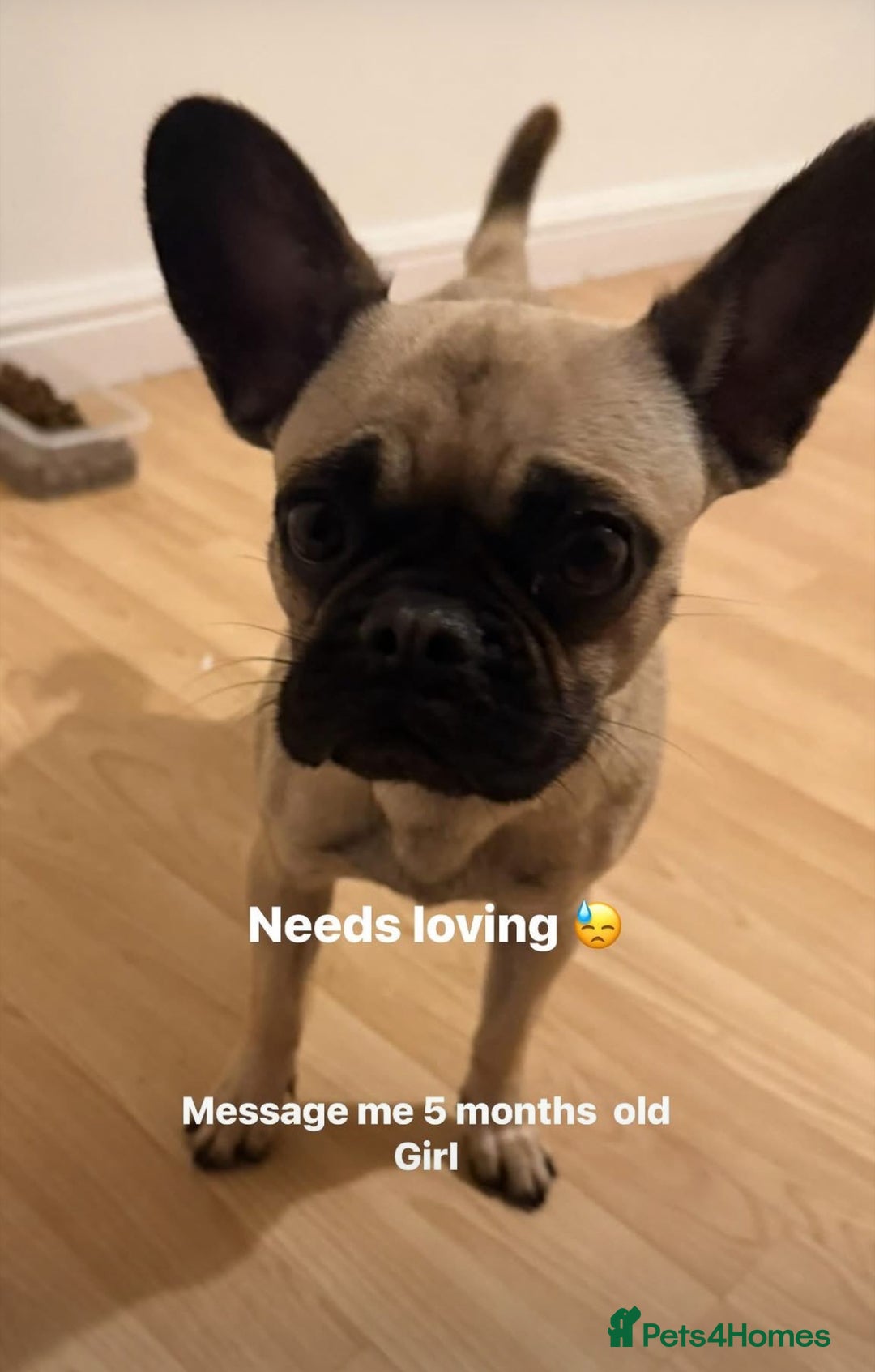 French Bulldog dogs for sale: Frenchie girl needing a home  - Image 1