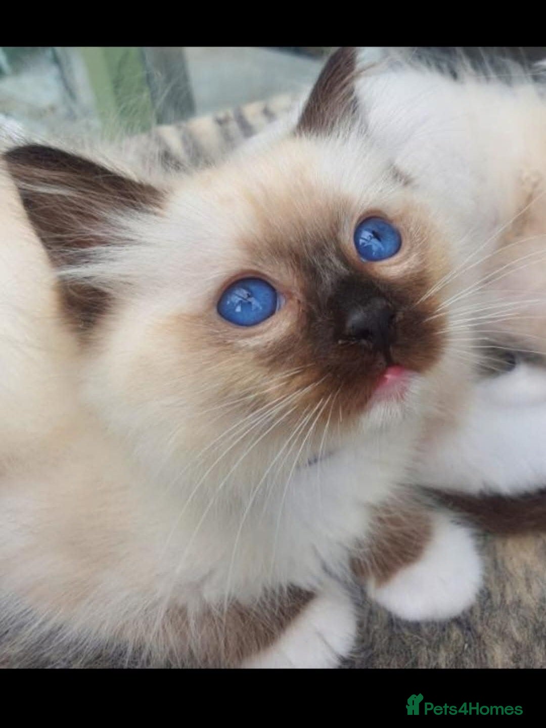 Ragdoll cats TICA REGISTERED KITTENS/Active - Advert 9