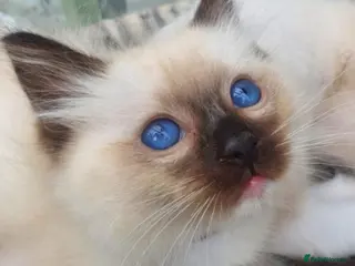 Ragdoll cats TICA REGISTERED KITTENS/Active - Advert 13