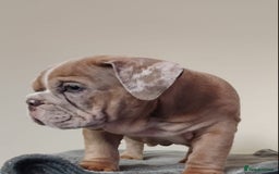 English Bulldog dogs for sale: Last English Bulldog Female - Image 6