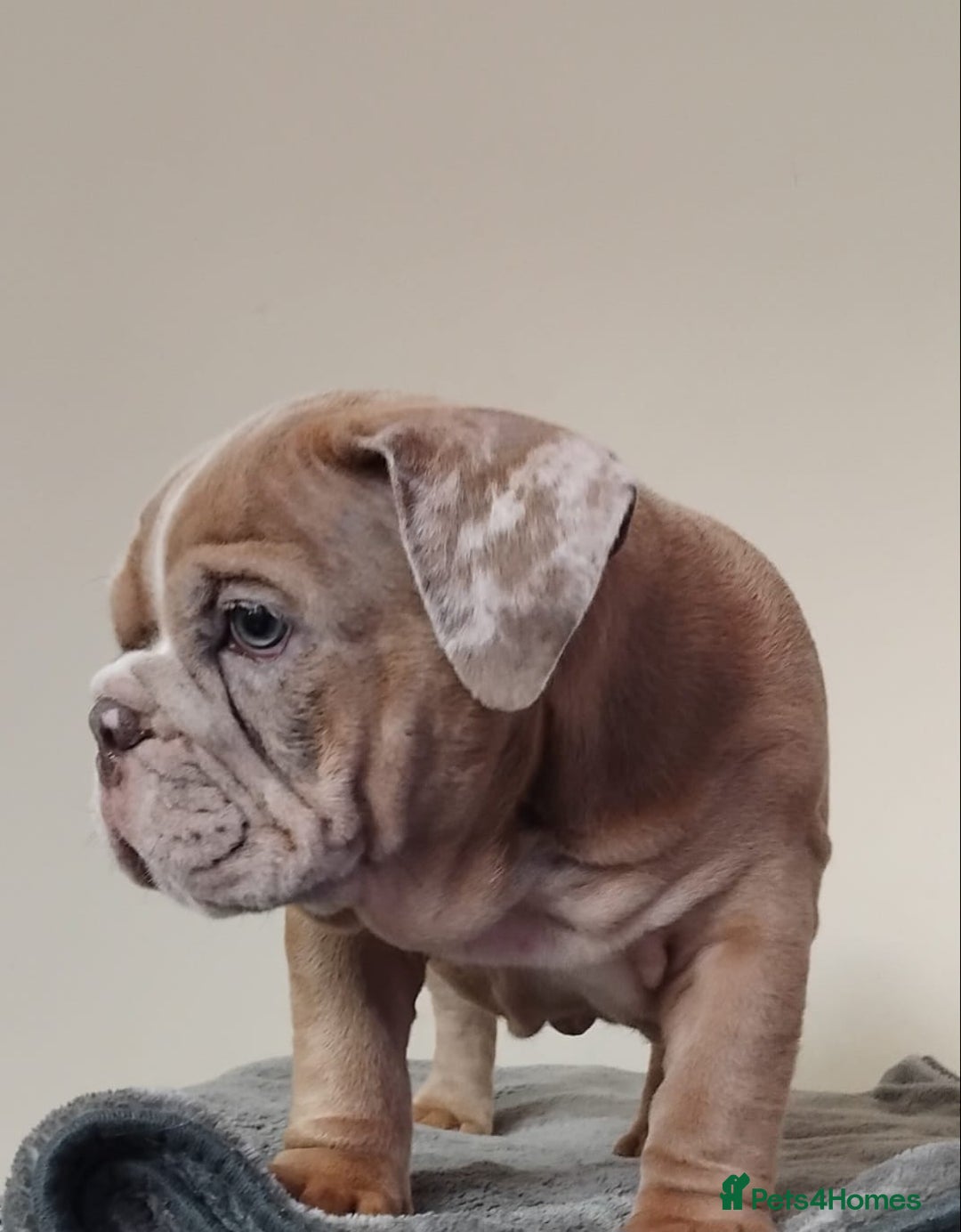 English Bulldog dogs for sale: Last English Bulldog Female - Image 6