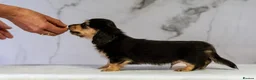 Miniature Dachshund dogs for sale: Champion bloodline Mini Dachshund Longhair - Advert 8