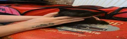 Sphynx cats for sale: Sphynx cross kittens in North Shields - Advert 9