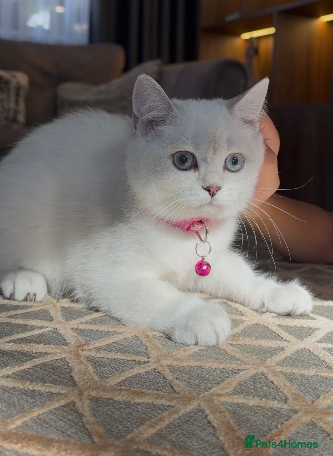 British Shorthair cats Cat for sale  - Advert 1
