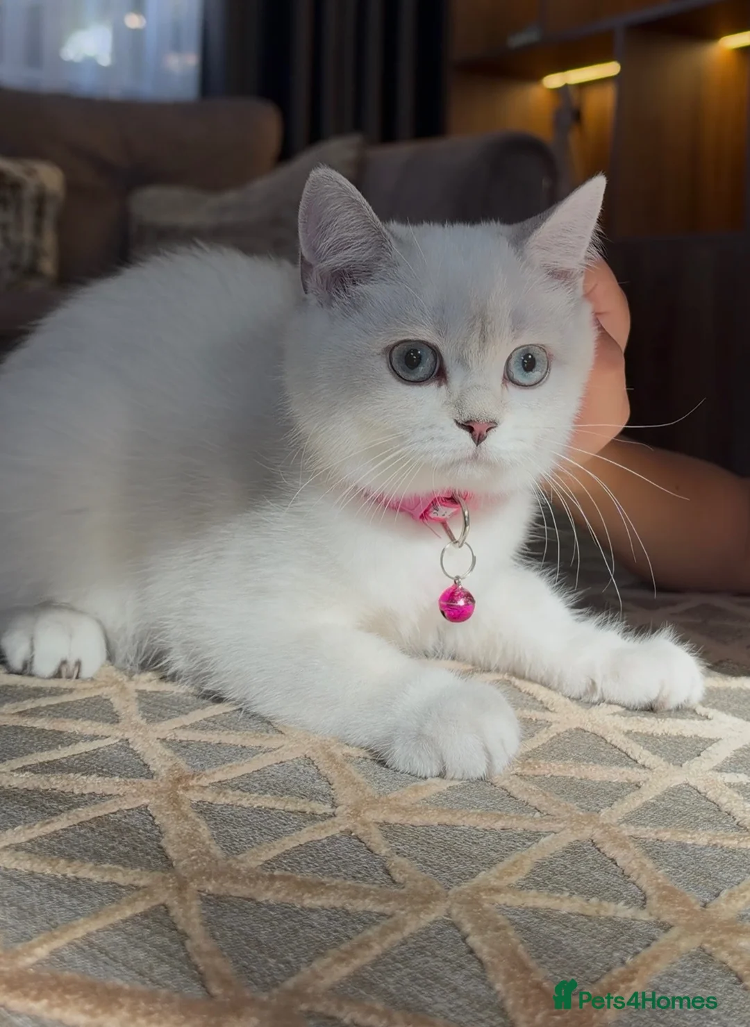 British Shorthair cats for sale: Cat for sale  - Advert 1