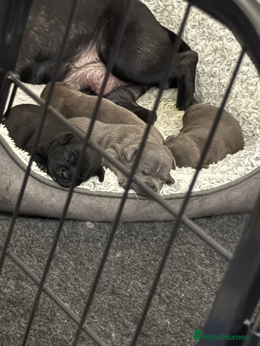 Staffordshire Bull Terrier dogs for sale: Pedigree Staffordshire bull terrier pups  - Advert 4