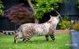 Bengal cats for sale: Majestic Blue-eyed Snow Bengal-TICA-Champion line - Image 4