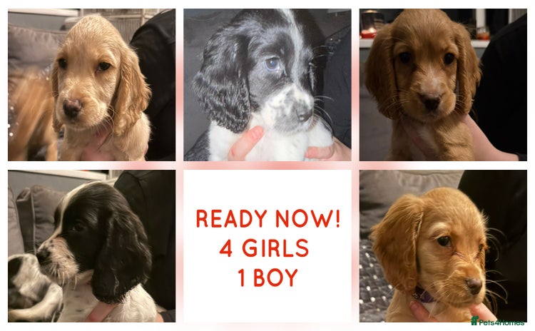 Cocker Spaniel dogs - Advert 13
