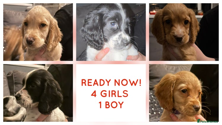 Cocker Spaniel dogs - Advert 13