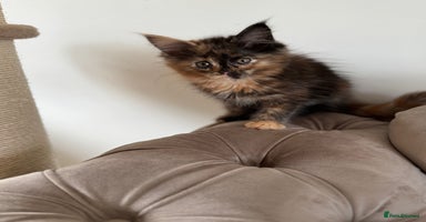 Maine Coon cats - Advert 9
