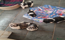Mixed Breed dogs for sale: Tebetan terrier x shih tzu  - Image 4