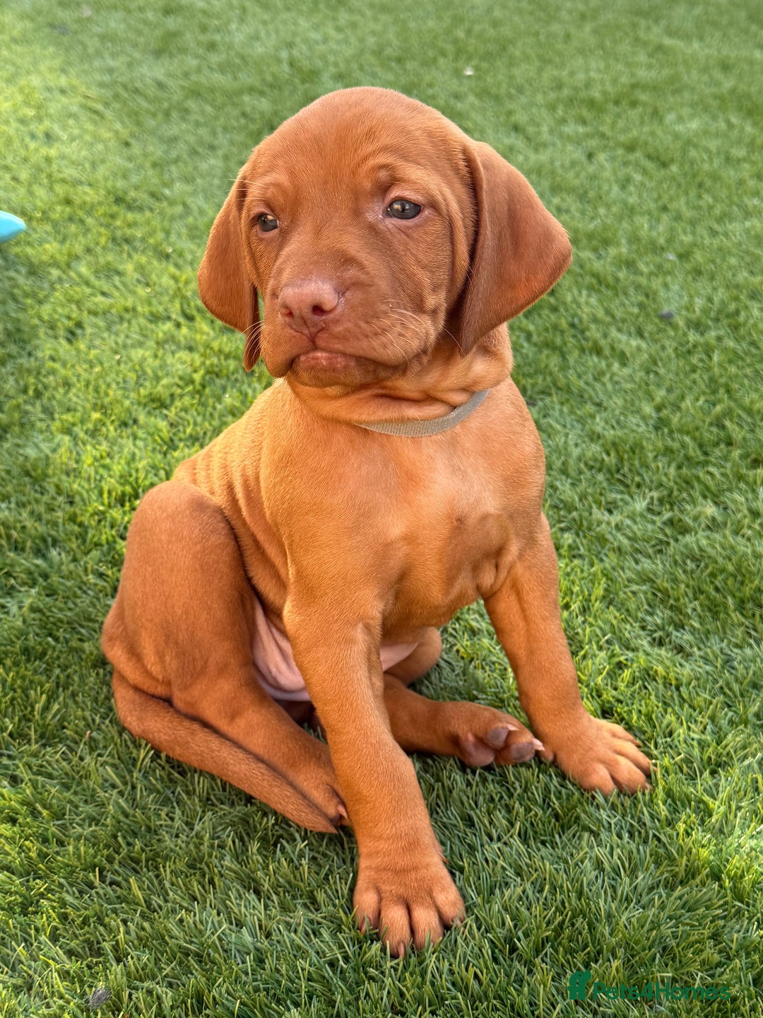 Hungarian Vizsla dogs for sale: KC regarding Hungarian Vizsla puppies - Image 31