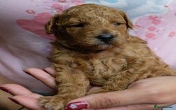 Toy Poodle dogs for sale: Gorgeous KC registered Red Toy Poodle pups - Image 8