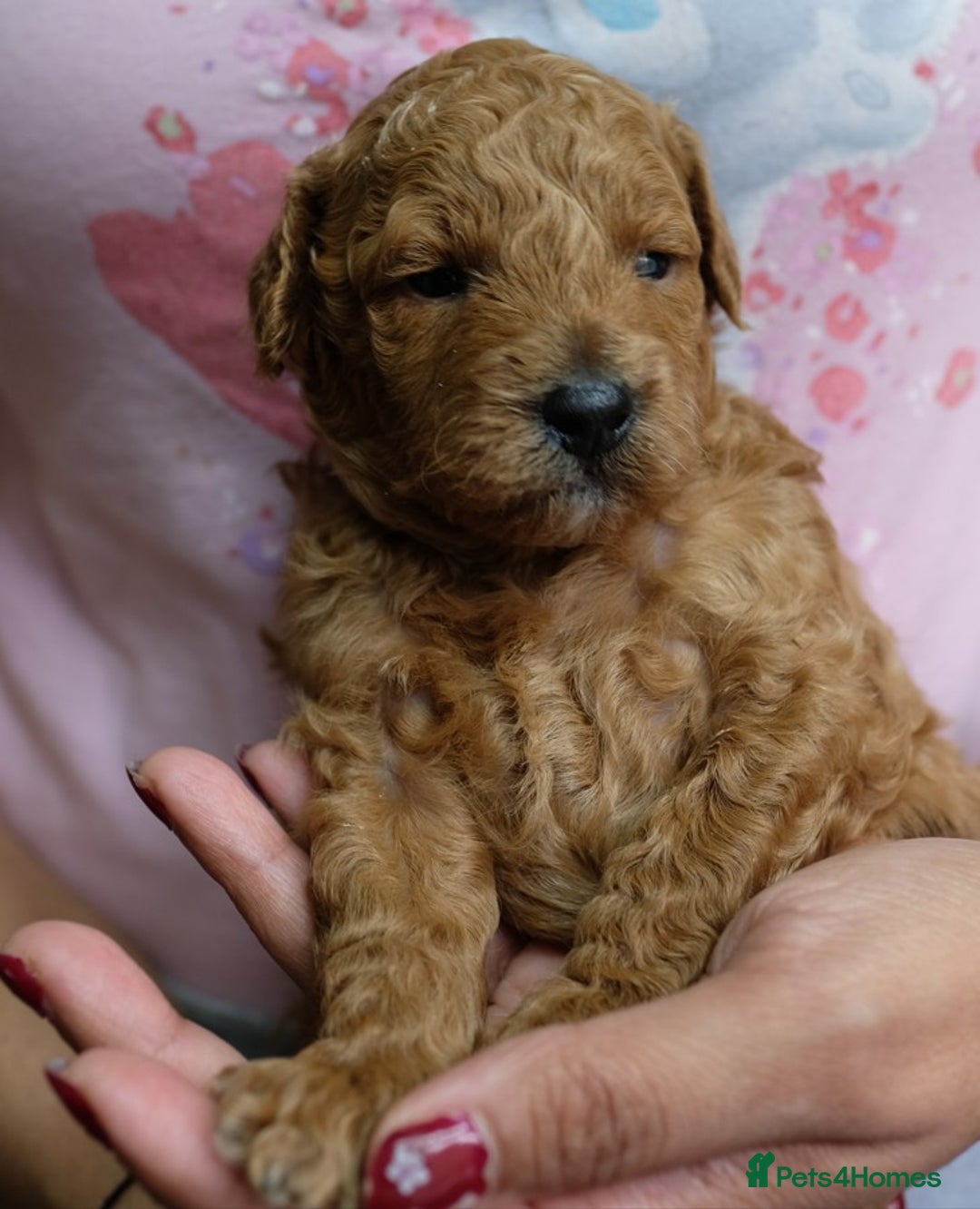 Toy Poodle dogs for sale: Gorgeous KC registered Red Toy Poodle pups - Image 8