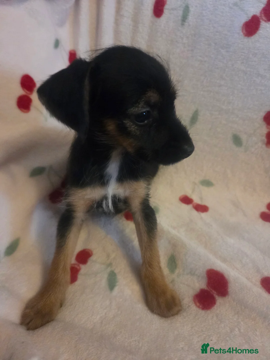 Mixed Breed dogs for sale: Yorkshireterrier xjackrussell  - Advert 2
