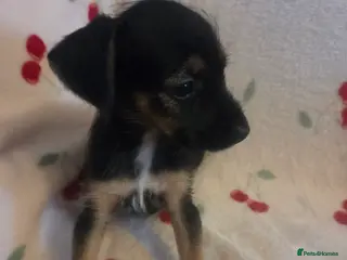 Mixed Breed dogs Yorkshireterrier xjackrussell - Advert 2