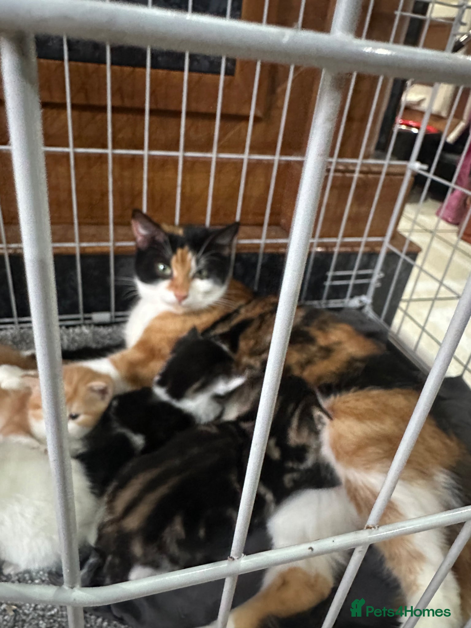 Mixed Breed cats Mixed breed X Mainecoon - Advert 1