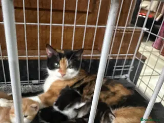 Mixed Breed cats Mixed breed X Mainecoon - Advert 1