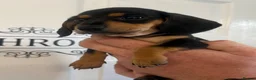 Miniature Dachshund dogs for sale: KC Registered miniature dachshunds  - Advert 5