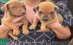 Dobermann dogs for sale: Doberman puppies for sale - Image 4
