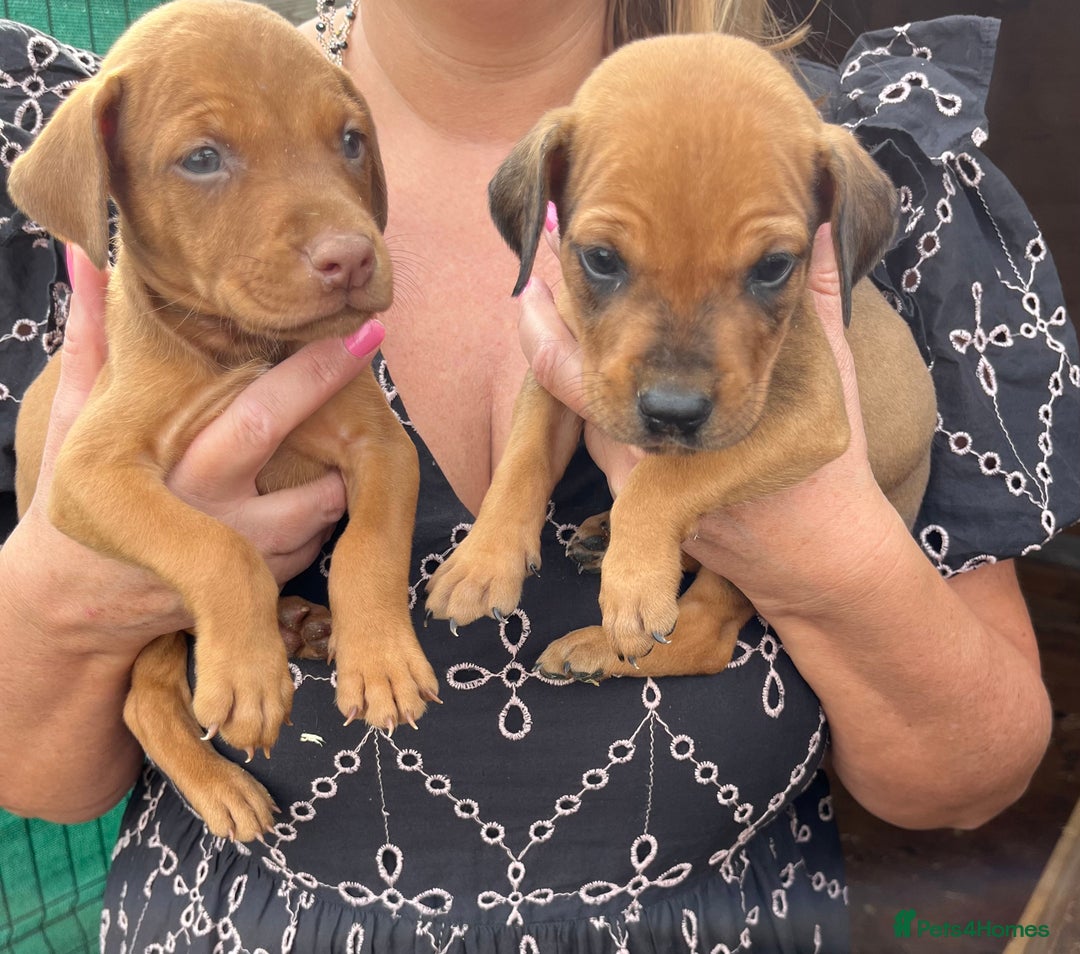 Dobermann dogs for sale: Doberman puppies for sale - Image 4