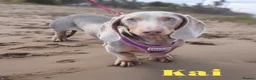 Miniature Dachshund dogs for sale: Miniature Dachshund puppies  - Advert 23
