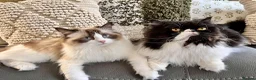 Ragdoll cats for sale: Ragdoll x Persian Kittens - Advert 11