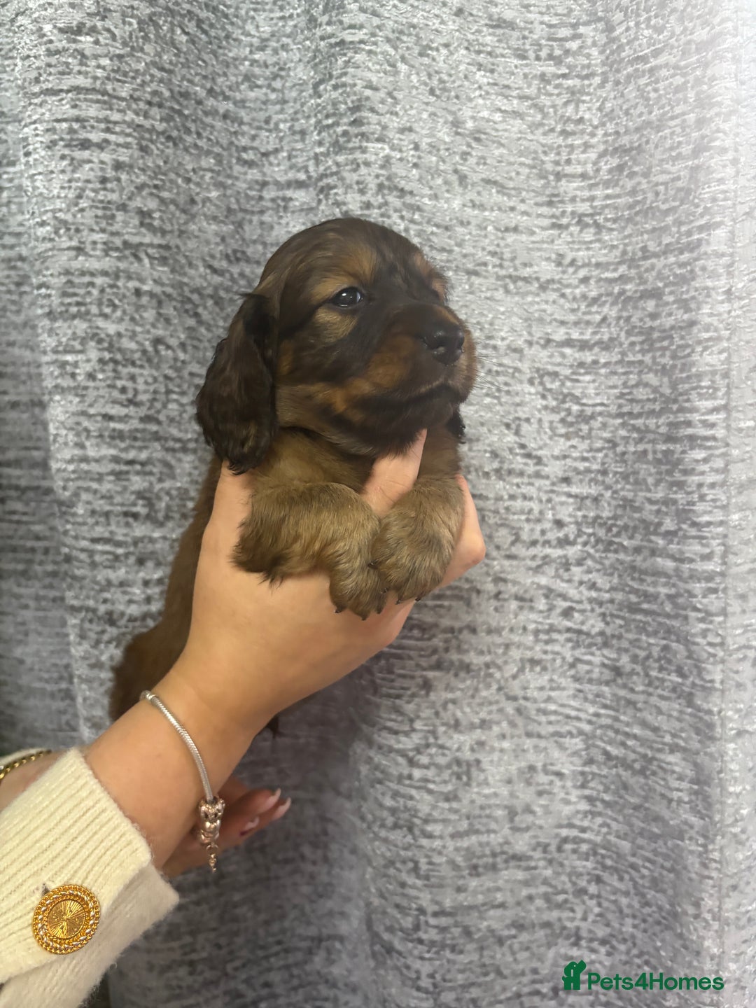 Miniature Dachshund dogs for sale: Amazing Champ Bloodlines Mini Dachshunds ✨ - Image 14