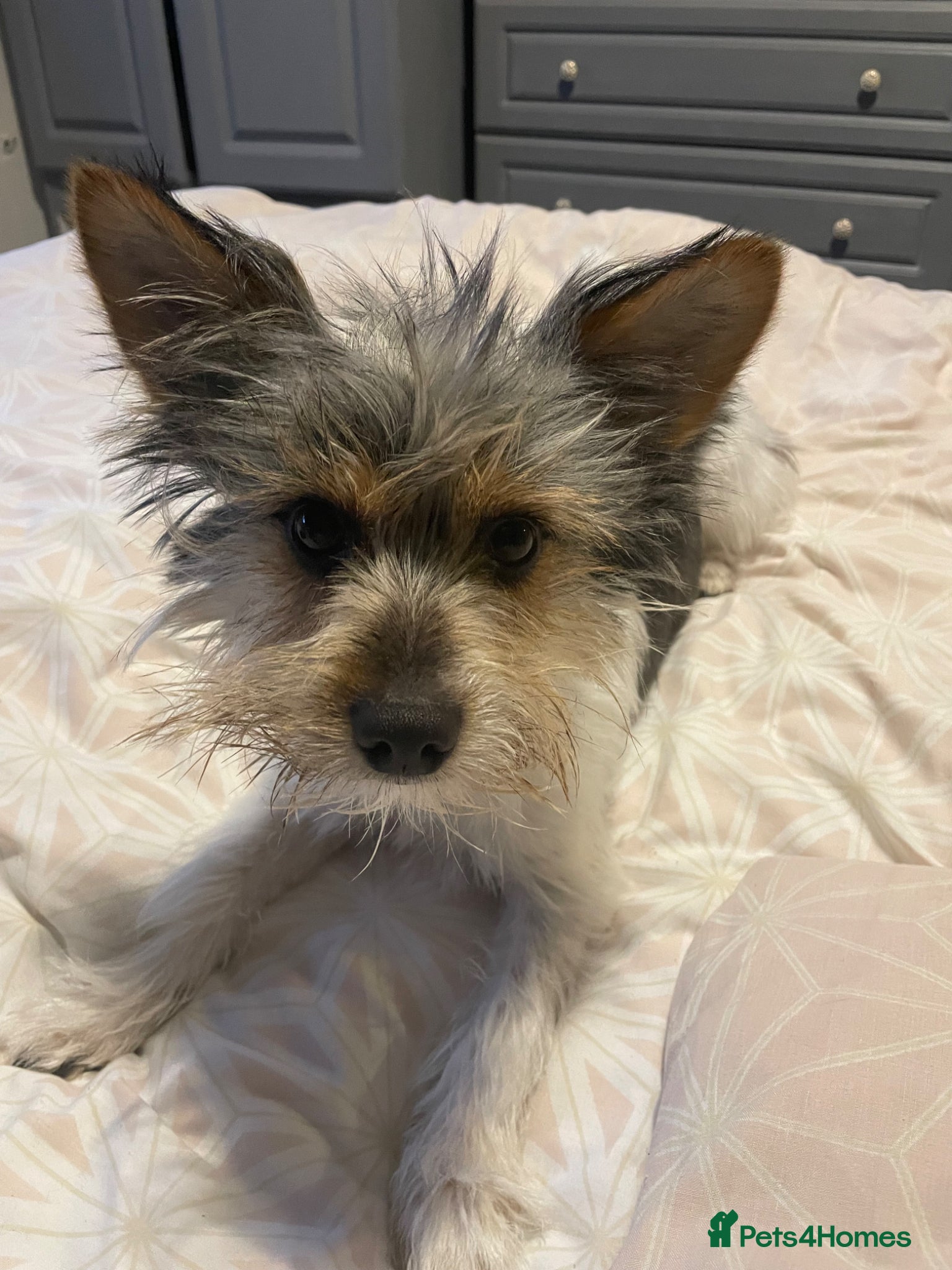 Jackapoo dogs for sale: Buster in Kidderminster - Advert 3