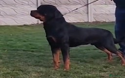 Rottweiler dogs for stud: Proven handsome ADRK KC registered Rottweiler  in Milford Haven - Image 14