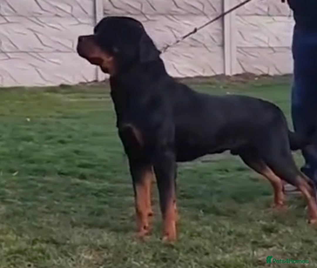 Rottweiler dogs for stud: Proven handsome ADRK KC registered Rottweiler  in Milford Haven - Image 14