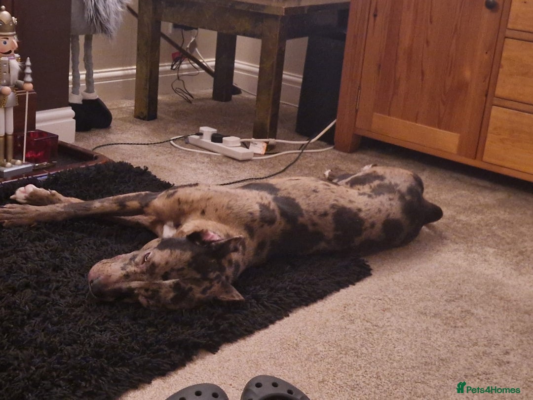 Mixed Breed dogs for sale: Mixed merle - Advert 2