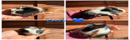 Guinea Pig rodents for sale: 6 Female, 3 male guinea pigs for new homes  - Advert 7