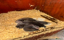 Ferret rodents for sale: FERRET KITS FOR SALE  - Image 2