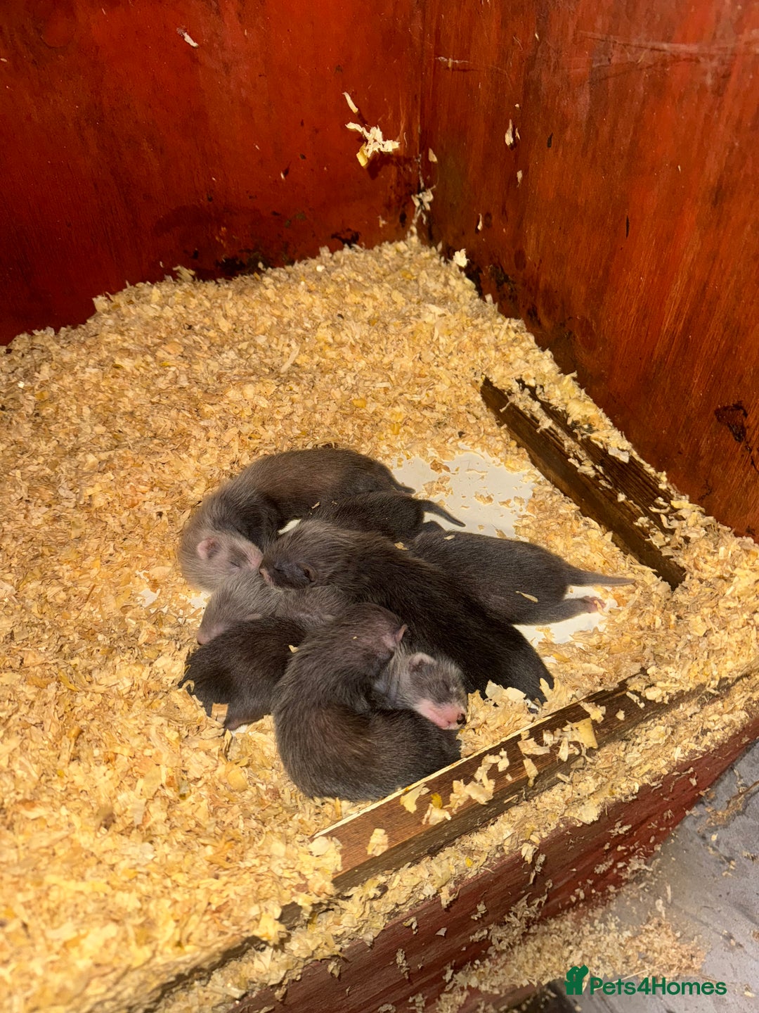 Ferret rodents for sale: FERRET KITS FOR SALE  - Image 2