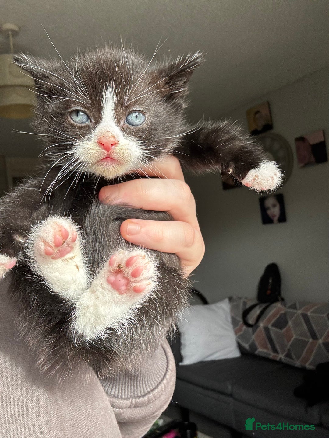 Mixed Breed cats for sale: Beautiful cross mixed breed bengal/tabby kittens  - Image 5